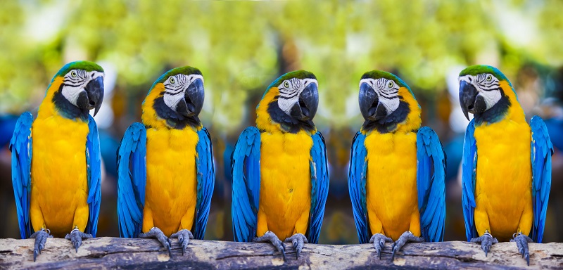 Blue macaws sitting on log